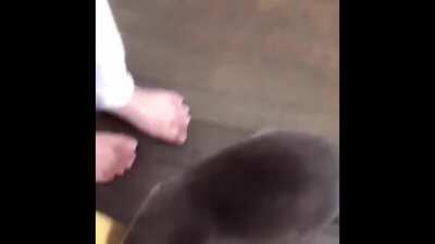 Solo vengo a decir que las nutrias cuando comen dicen ñam ñam.