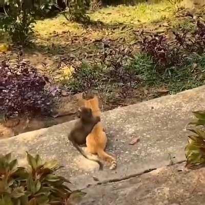 rare footage of an ape and roaringkitty together