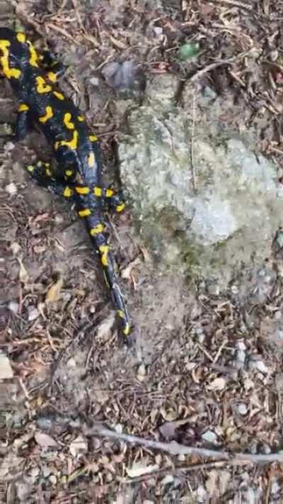 Hab gehört es ist Salamander Samstag? :D