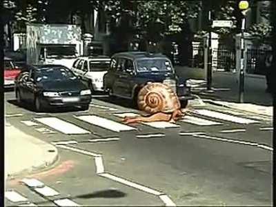 A snail crossing on a zebra crossing...