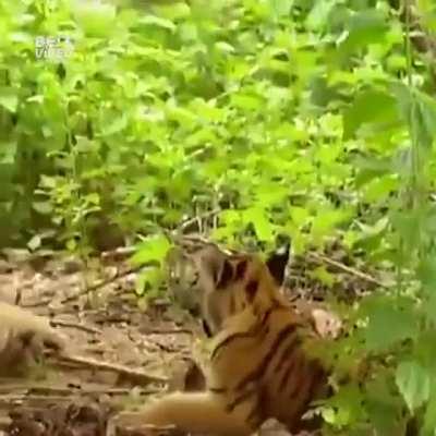 Gibbons: Nature's greatest jerks?