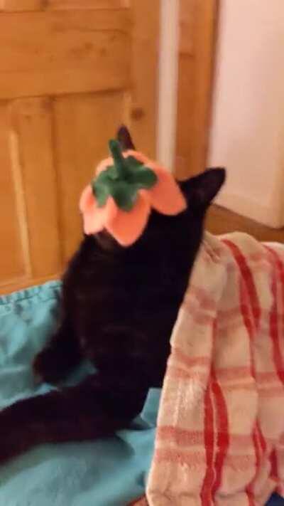 I'm not going to even bother anymore....