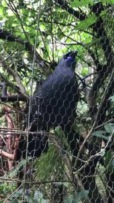 Met a beautiful Kōkako at Pūkaha open day today