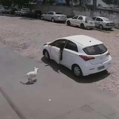 Heartless woman abandons amputee dog