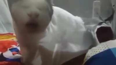 Aw da kitty......AHH