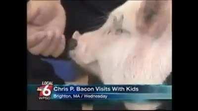 Do you find it risible when I say the name Chris P. Bacon?