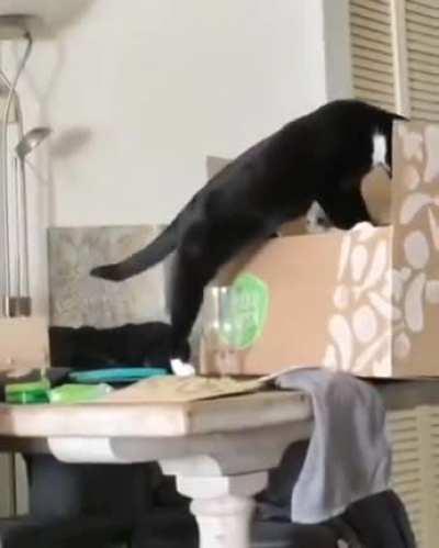 I still laugh about this one😂 (Cat didn't hurt himself!)