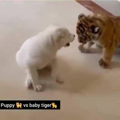 Dog & baby tiger playing