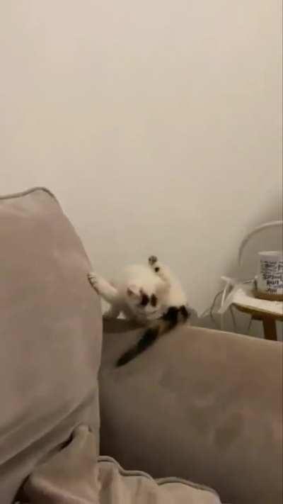 My kitten sure miscatulated that one..