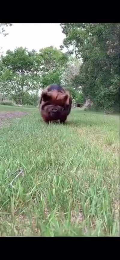 No it has not been processed and it never will be