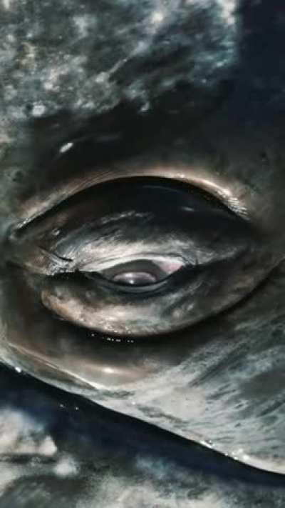 This is eye of gray whale...