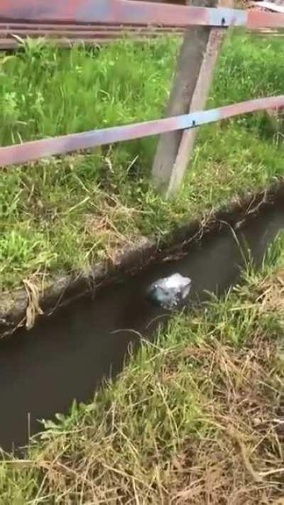 🔥 Pigeon exploring an alternative means of transportation 🔥