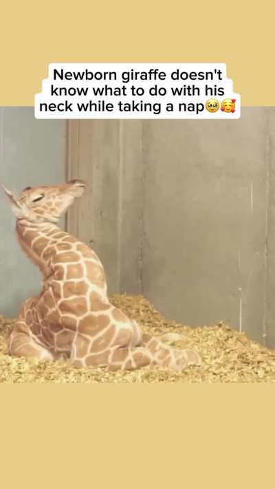 Poor little fella's like, 'What is that thing?