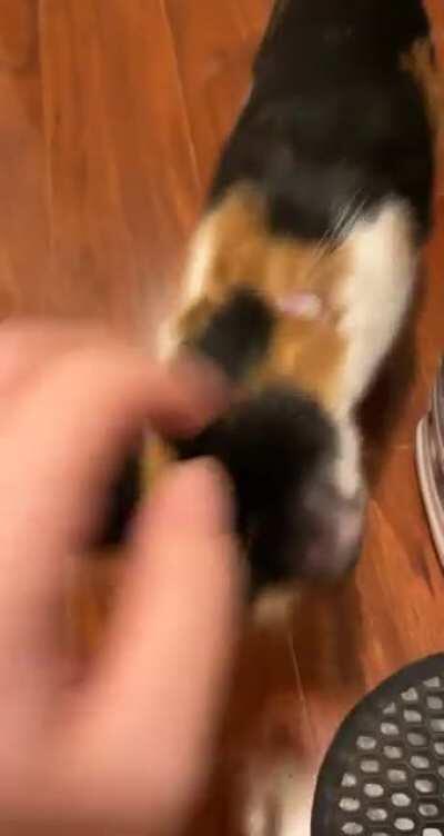 I just got this little girl today and I have been getting an EARFUL all day!