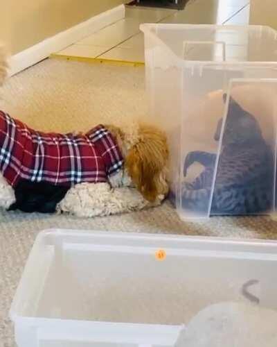 Couldn’t find a subreddit for this but here’s my dog tryna be bros with my cat.