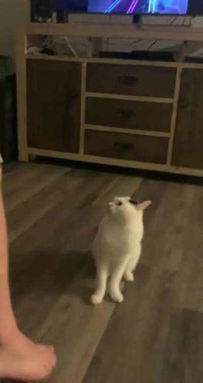 Turtle got VERY upset that dad was playing beat saber