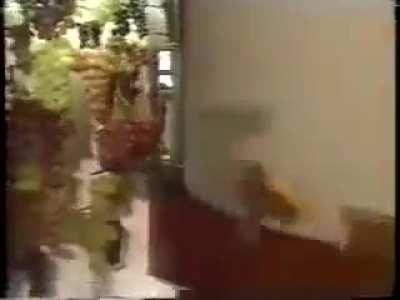 Put an electric cable behind the grapes