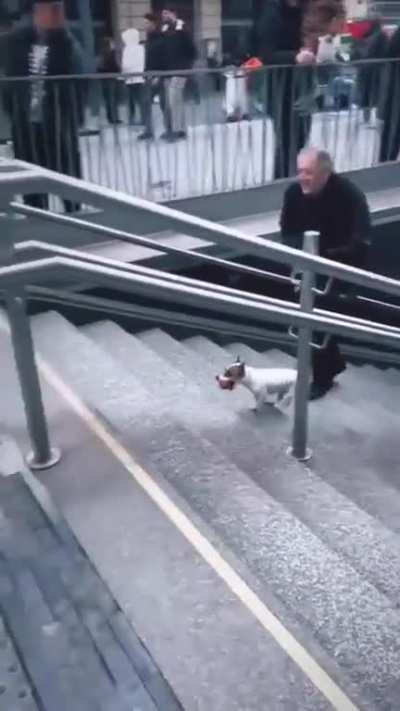 This Cute little puppy rolls a ball down a staircase for Fun.