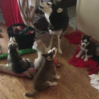The mother husky is the conductor and the baby huskies are the symphony