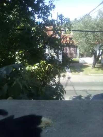 Pajarito en la ventana, me hizo el día (-: ¿Alguien sabe qué especie es? (En Villa Adelina, Buenos Aires)