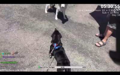 HAVING YOUR DOG PLAYING WITH/ATTACKING OTHER DOGS WHILE KNOWING HE HAS FLEAS IS NASTY AS FUCK 🤢