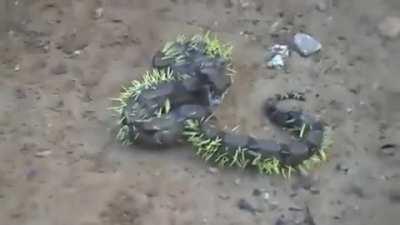 Trying to eat a porcupine goes wrong