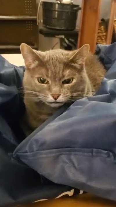 My mom moved this past weekend and her 6 toed cat war just.. not having it. Poor stressy Babs!