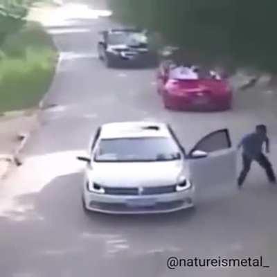 Woman Is Dragged Off By A Tiger