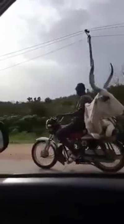 may be old - but full grown cow on bike !!