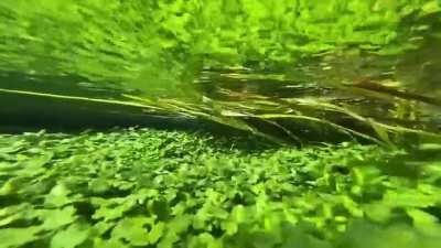 Oxygen bubbles rising from Aquatic plants & swept away by the river