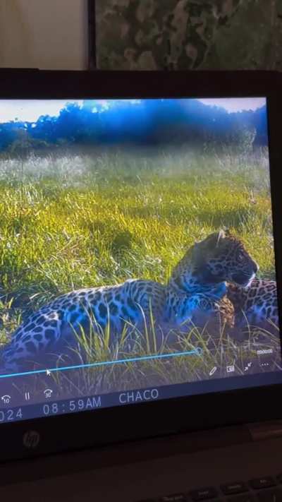 A look at Iberá’s first jaguar coalition: Chaco and Taragüi when they were in their pre-release enclosure as sub-adults. We are excited to see them sire many cubs and spread their excellent genes in the population.