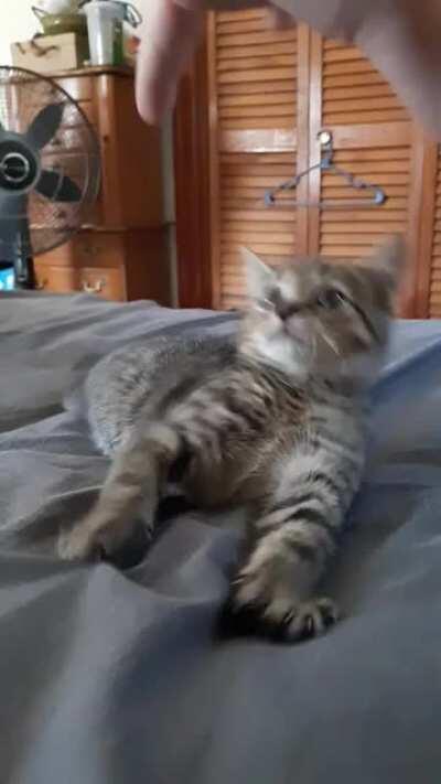 My little Two-Legged Kitten trying to be tough