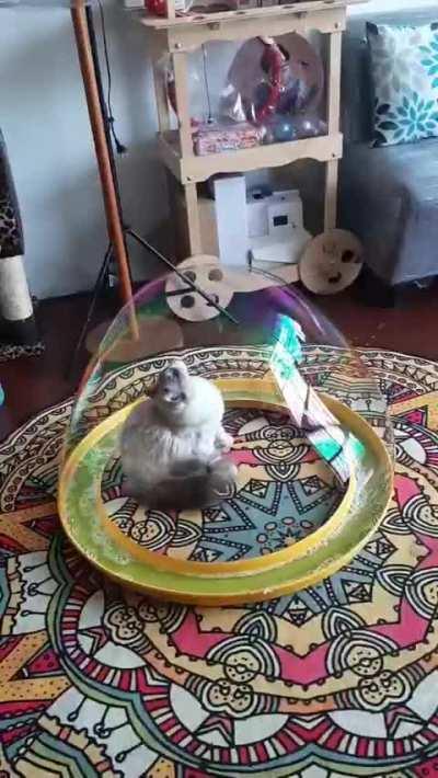 The cat fell into the trap of treacherous people.