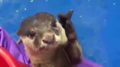 The shakey webbed hands. The face.