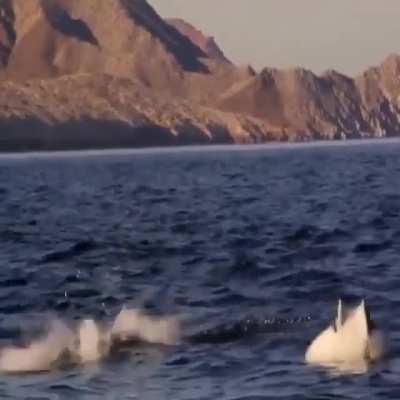 The dance of Manta Rays