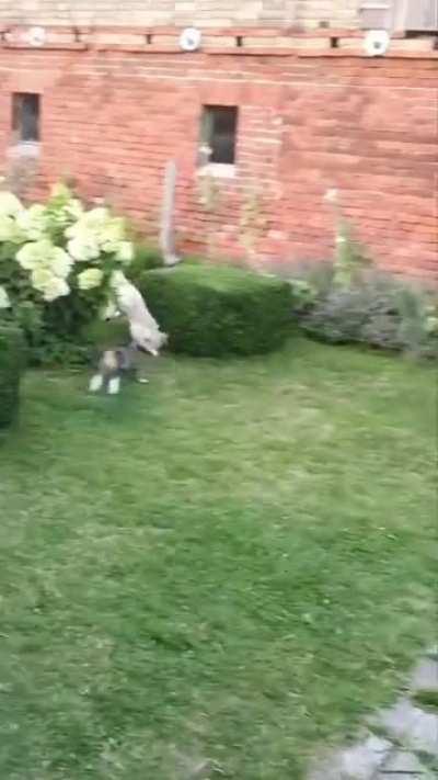 My cat is going to chase you till Antarctica to make you pay for breathing next to him