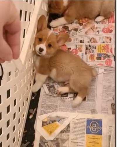 This potato comes home in two weeks. I'm so excited to get my first corgi. <3