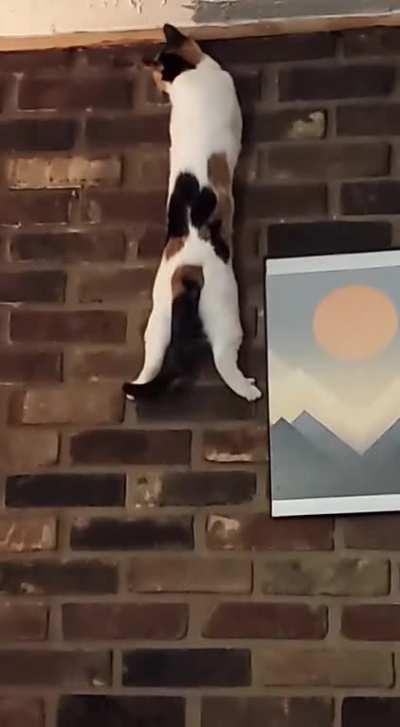 Rock climbing kitty
