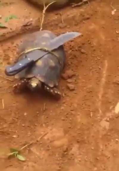 El gato de Darkrai después del Time skip: