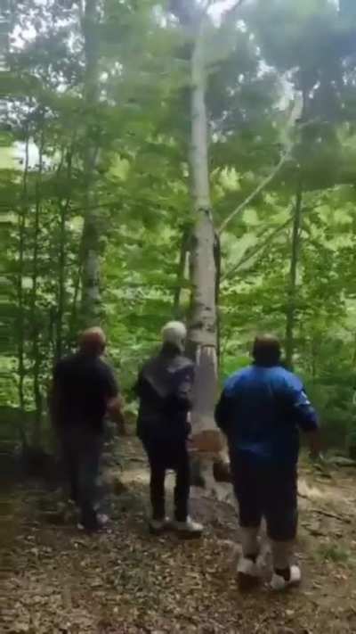 HMBT after I don't stand far enough away from the tree as it falls