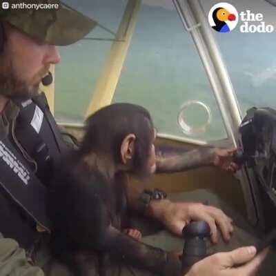 He even picked the bugs off the monkeys back! Such a cute story