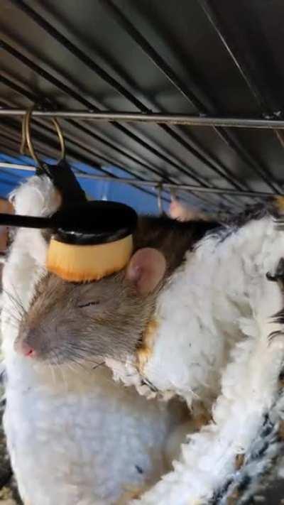 My wife: why do you buy a make up brush? Me: you'll see later