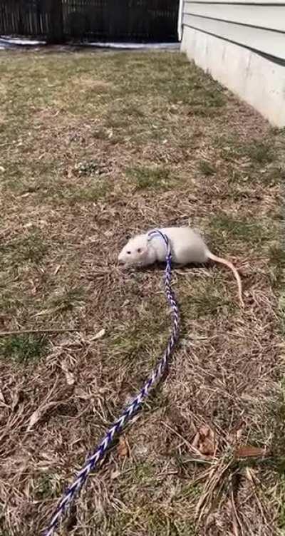 Moose is so good ❤️