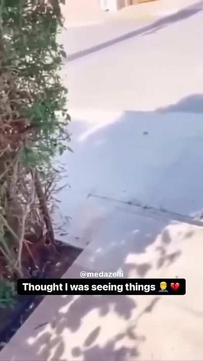 Curiosity didn't kill the cat