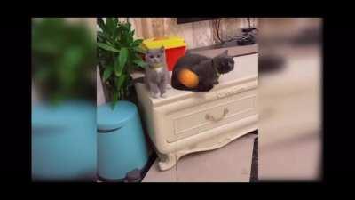 Just a normal cute cat video