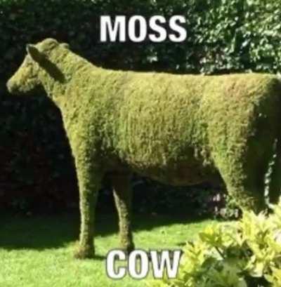 Moss cow