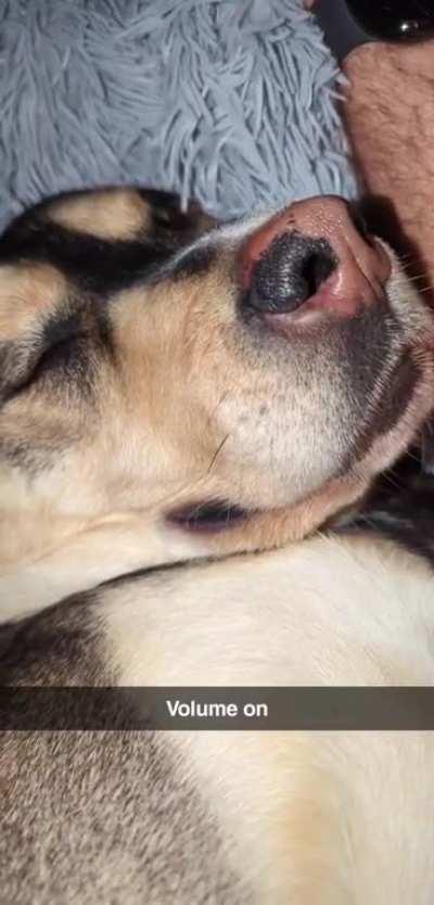 Trying to capture my dog's impressive snoring on video