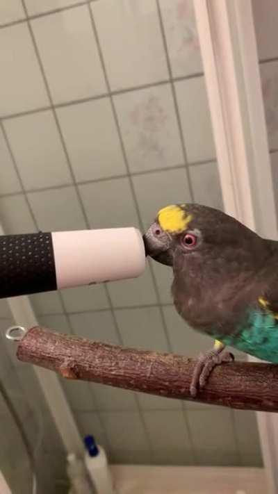 ✨⚡️LuLu loves to press her beak against my electric toothbrush (yes, she demands it every morning)