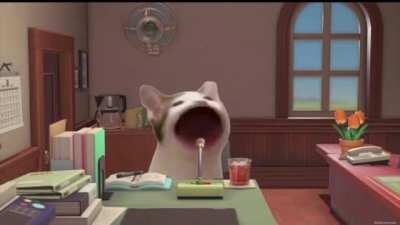 This cat filling in for Isabelle 😂