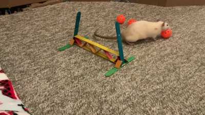 My awesome pet rat Popcorn doing some scent work!